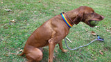 LGTBQ Pride Dog Collar
